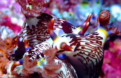 Bima House | Homestay larangga