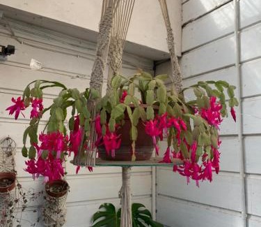 Valdivia Bed & Breakfast | Hospedaje en borde río