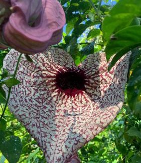 Dagua Villa | hospedaje queremal casa de campo ecopolis