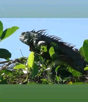 Ometepe Island House | Hostal el Malinche