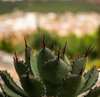 Zacatecas Centro Hotel | Hotel Alika