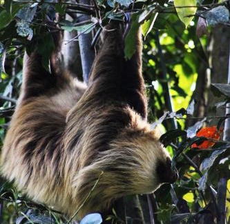 Sierra Hotel | Hotel Bosque Verde Lodge