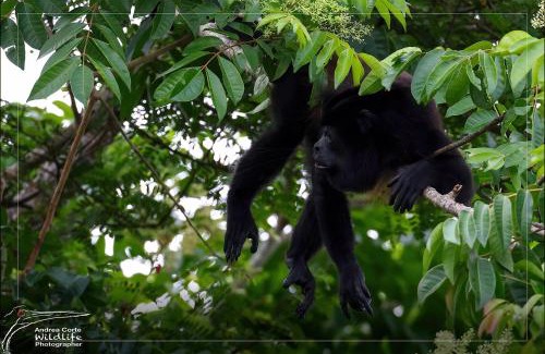Cano Negro Hotel | Hotel de Campo Caño Negro