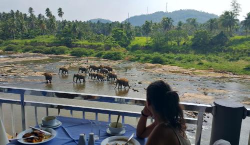 Pinnawala Hotel | Hotel Elephant Park - NEW DEAL! Exclusive Offers on Pickups Available!