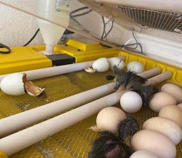 Conceicao da Aparecida Hotel | Hotel Fazenda Raiz Mineira