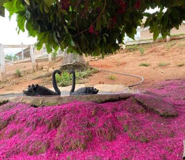 Conceicao da Aparecida Hotel | Hotel Fazenda Raiz Mineira