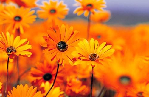 Coronel Xavier Chaves House | Hotel Fazenda Bela Vista