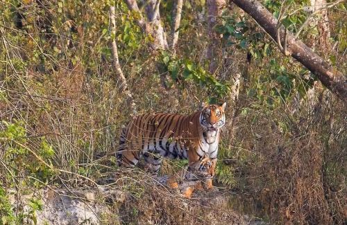 Sauraha House | Hotel Garden of Dreams