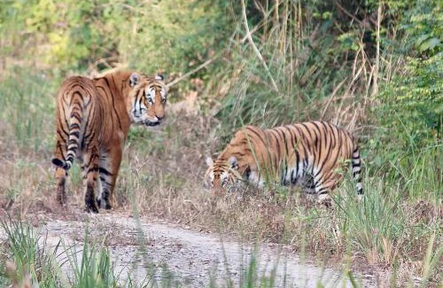 Sauraha House | Hotel Garden of Dreams