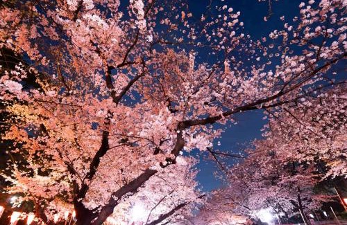 Nishinippori Hotel | Hotel Owl Tokyo Nippori