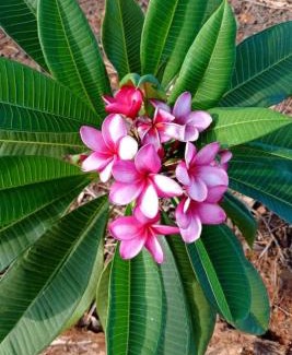 Capitao Leonidas Marques Hotel | Hotel Pousada e Parada Colonial