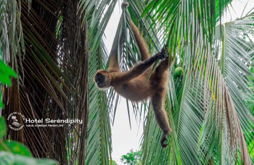Tortuguero Hotel | Hotel Serendipity