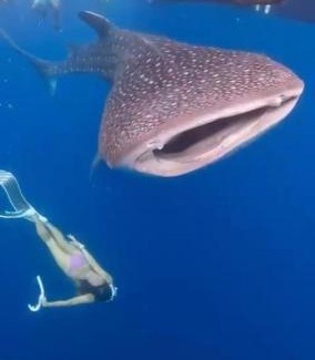 Sumbawa Hotel | Hotel Villa Beach Transit 2 & Whaleshark Tour