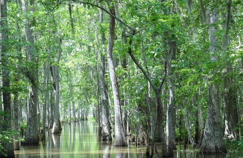 Bayou Cane Apartment | Houma yabba dabba doo! Apartment