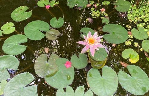 Hilo House | House of Light Sanctuary