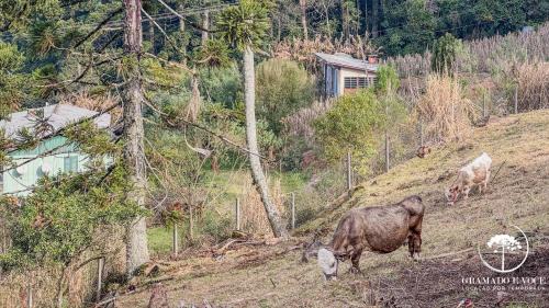 Gramado House | House with pool 3 suites 15min from Gramado center