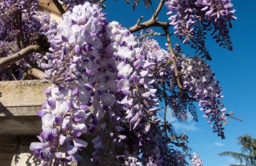 Falerone Bed & Breakfast | Il Glicine