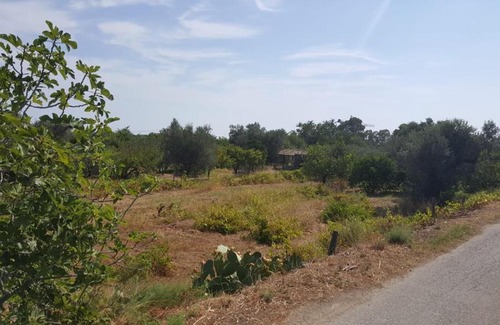 San Sostene Marina Bed & Breakfast | Il pino marittimo