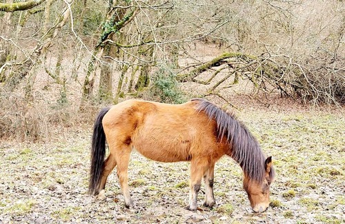 New Forest District House | In the heart of the New Forest