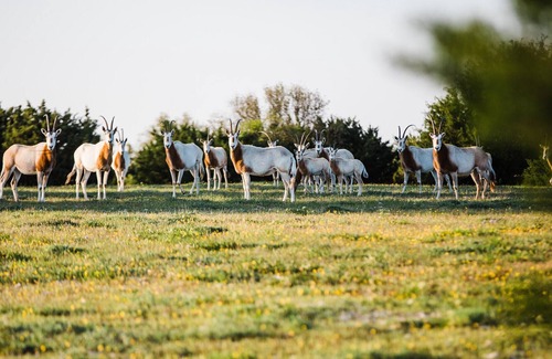 Meridian Other | Inclusive Texas Ranch Surrounded by Exotic Wildlife