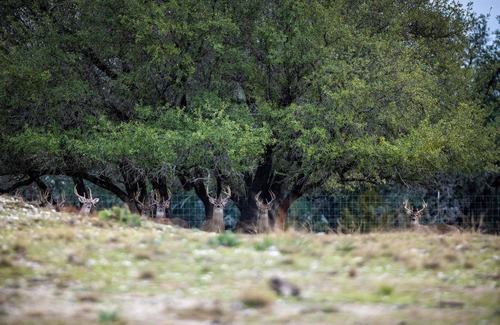 Meridian Other | Inclusive Texas Ranch Surrounded by Exotic Wildlife