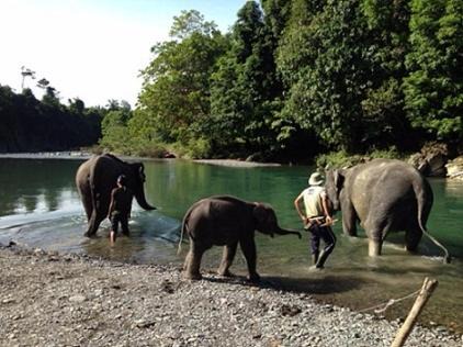Bukit Lawang Hotel | Indra Valley Inn Bukit Lawang