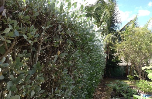 Ashton Hall Apartment | Intimate Heywoods beach property with a flowering garden