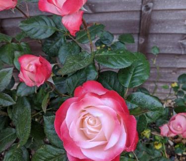 Howlett End House | Ivy Todd cottage