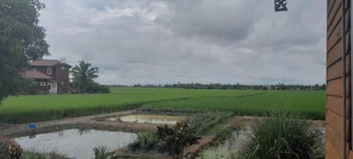 Sungai Besar Ski Chalet | Izz Homestay Sawah Padi Sungai Besar !