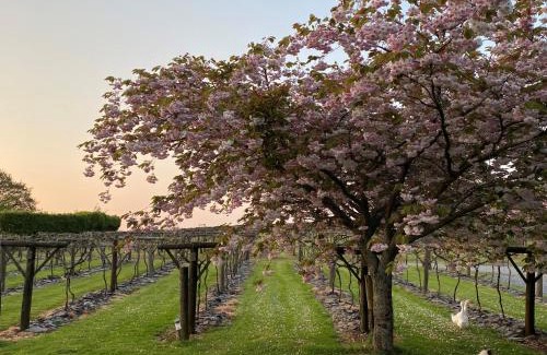 Whitland Hotel | Jabajak Vineyard Restaurant & Rooms