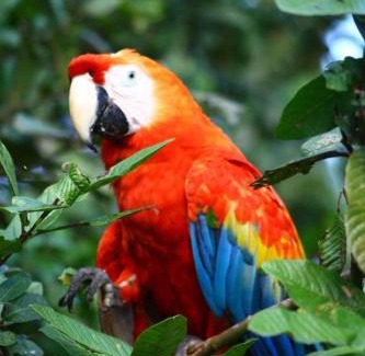 Indiana Cabin | Jacamar Lodge Expeditions