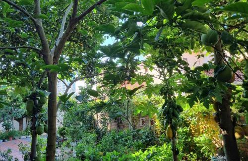 Bai Chay House | Jackfruit Homestay