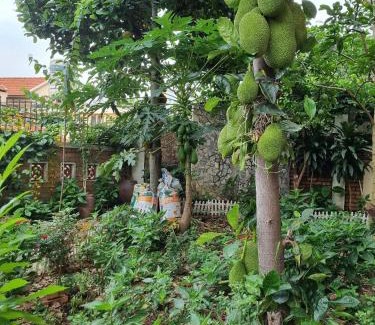 Bai Chay House | Jackfruit Homestay