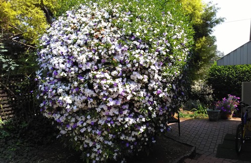 Bedfordview House | JAMBAR B&B/SELF CATERING.
