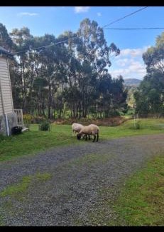 Geeveston House | Jo’s Farmhouse B&B