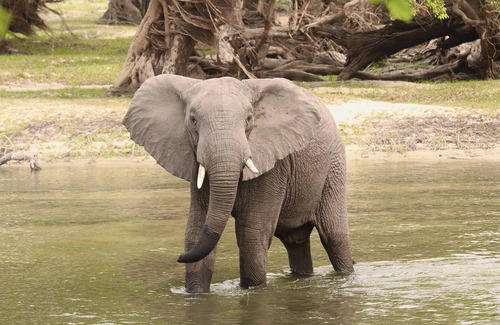 Kafue National Park Other | Kafue River Lodge