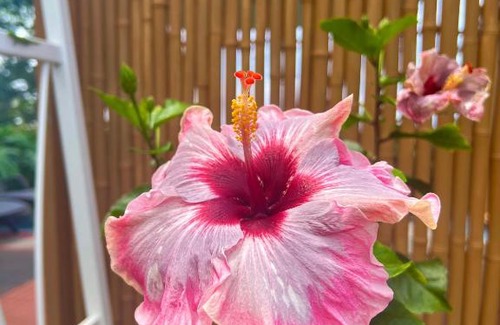 Holualoa House | Kailua Kona Overlook Suites