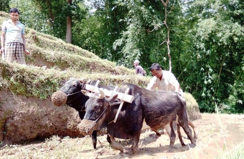 Kalimpong House | Kalimpong Village Retreat