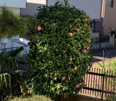Kamagaya House | Kamagaya - House - Vacation STAY 9556