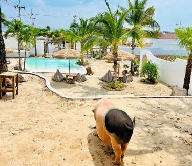 Koh Lan Bed & Breakfast | Kamari Cafe&Resort Kohlarn คามารีคาเฟ่แอนด์รีสอร์ทเกาะล้าน