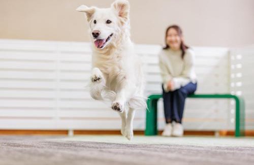 Shiobara Hotel | KAMENOI HOTEL SHIOBARA Dog Friendly Hotel