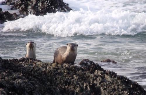 Nature's Valley Apartment | Kamma-Otter