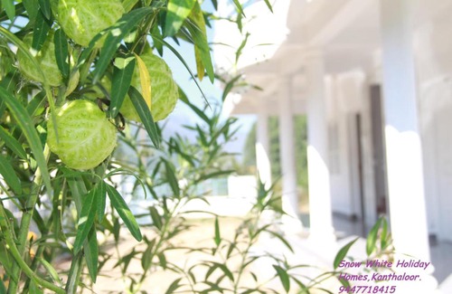 Kanthalloor House | Kanthalloor Homestay Snow White Holiday Homes