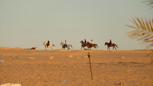Siwa Apartment | Karam Siwa Camp