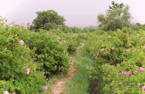 Bou Tharar Hotel | Kasbah Tinariwin