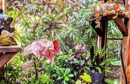Kehena Beach Estates Bed & Breakfast | Kehena Mauka Nui Club LGBTQIA+ Clothing Optional