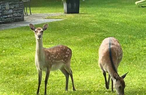 Kenmare House | Kenmare Deer Park Lodge