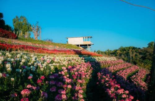 Khao Kho Other | Khaokho flower camp