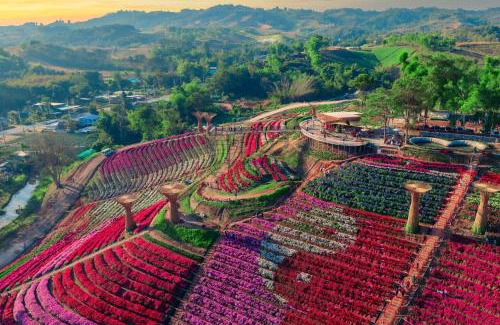 Khao Kho Other | Khaokho flower camp