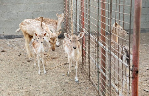 Ras Al Khaimah House | Khatt Mountain Farm